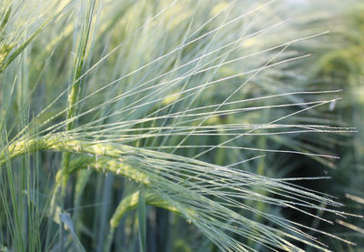 Close-up of wheat growing on field