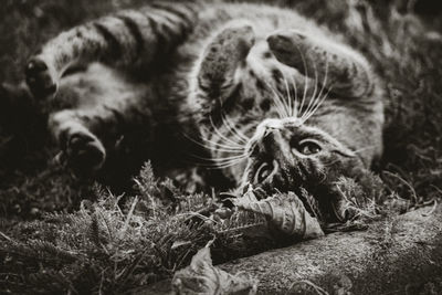 Close-up portrait of a cat lying on land