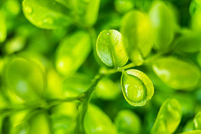 green