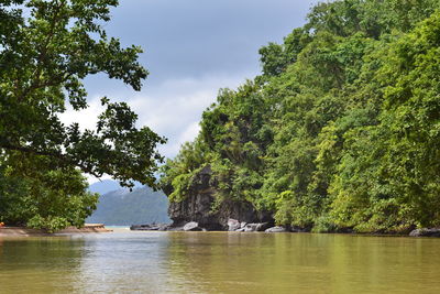 Scenic view of river amidst trees against sky