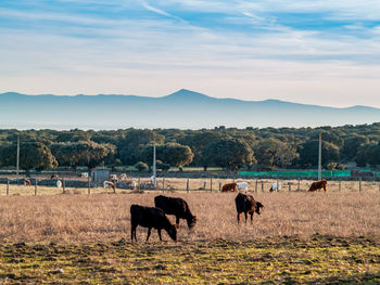 Horses grazing in a field