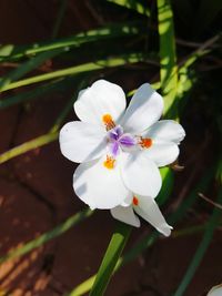 Close-up of white flower