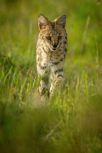 Serval walks through long grass raising paw