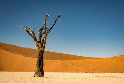 Tree in desert against clear blue sky