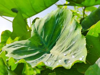 Close-up of wet plant