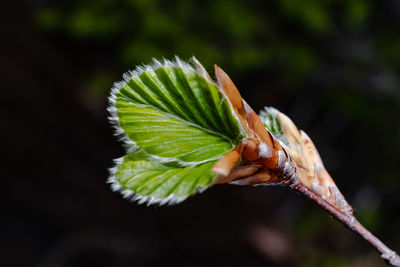 Close-up of leaf