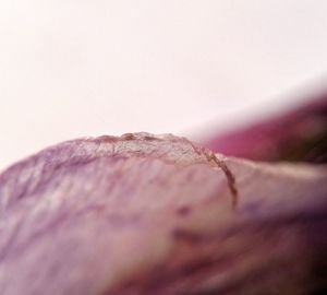 Close-up of human eye