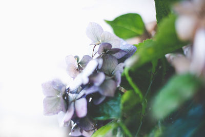 Close-up of insect on plant