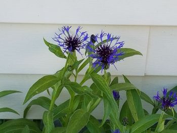 Purple flowers blooming in park