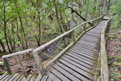 Staircase in forest