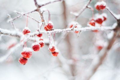 Close-up of red berries on tree