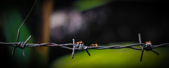 Close-up of insect