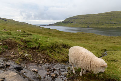 View of sheep on shore