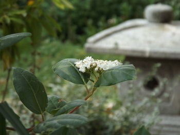 Close-up of white flowers blooming outdoors