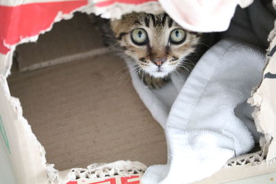 Close-up portrait of cat sitting