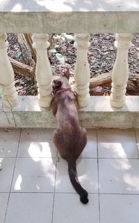animal