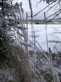 Frozen plants on land against sky