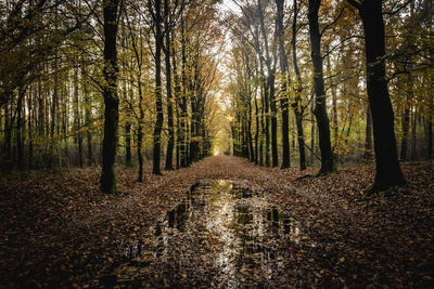 Scenic view of forest