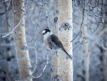 Close-up of bird perching on tree