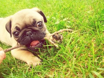 Dog lying on grassy field