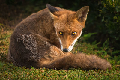 Portrait of fox sitting on grassy field