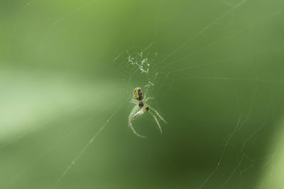 Close-up of spider on web