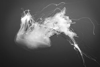 Close-up of jellyfish swimming in sea