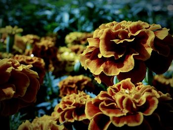 Close-up of flowers blooming outdoors