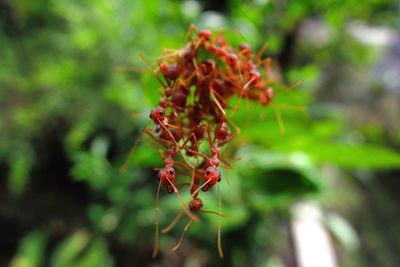 Close up of red flower