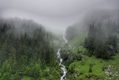 Scenic view of waterfall in forest