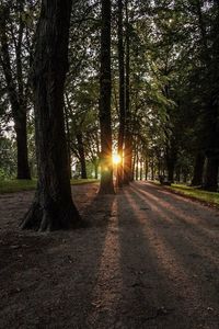 Trees in forest during sunset