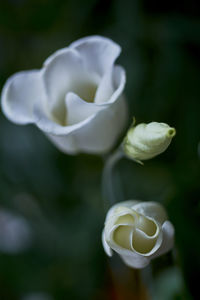 High angle view of white flower blooming in park