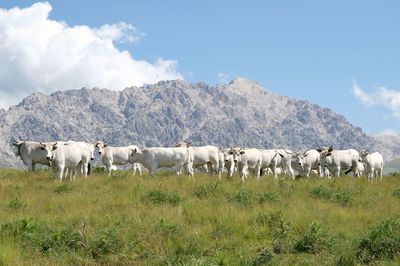 Horses in a field