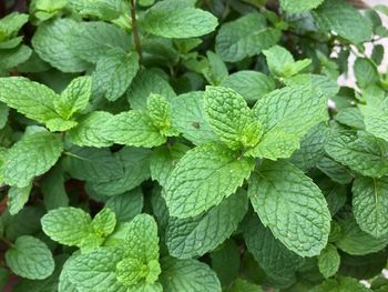 Full frame shot of green leaves