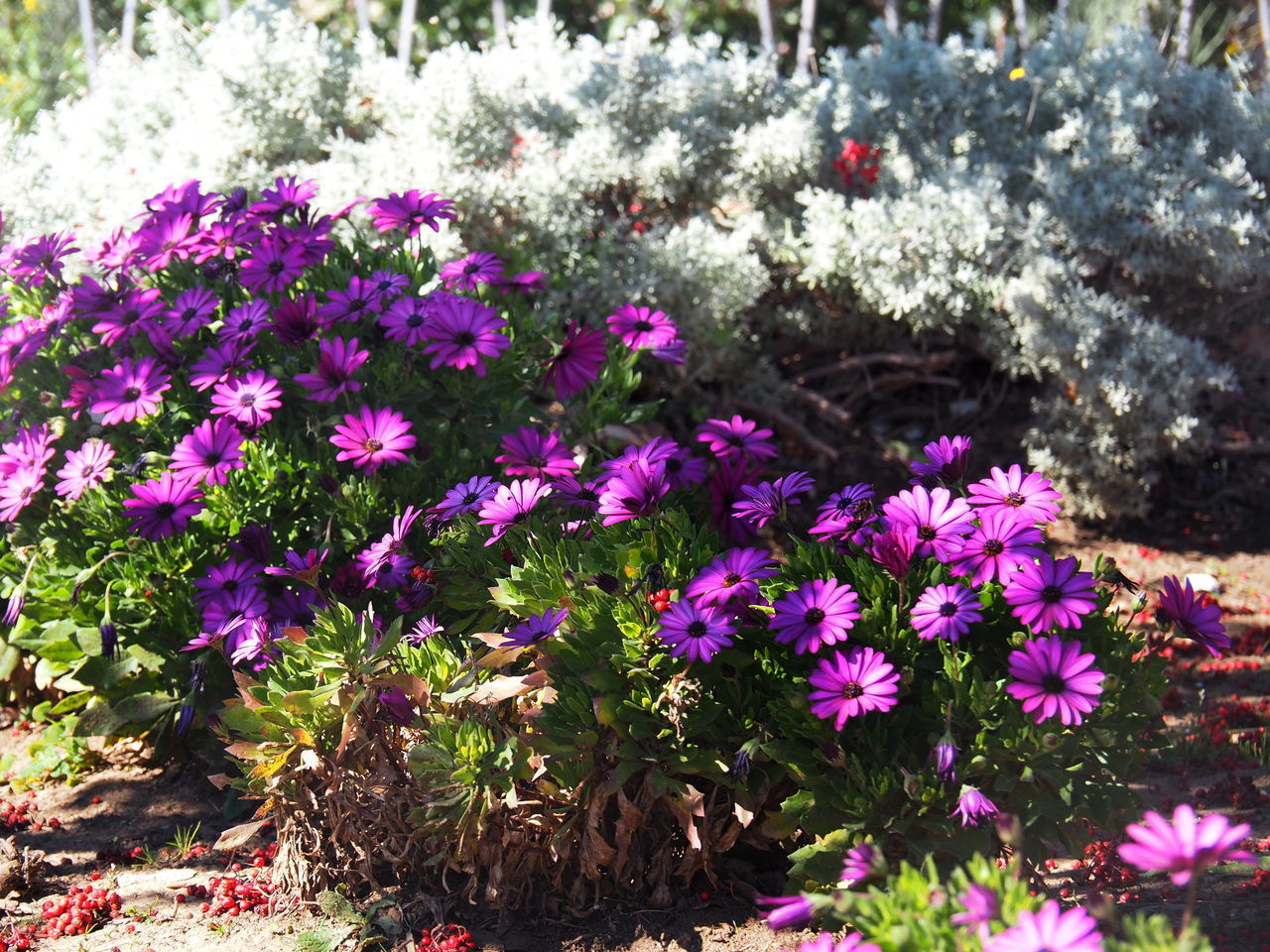 CLOSE-UP OF PINK FLOWERING PLANTS ON LAND