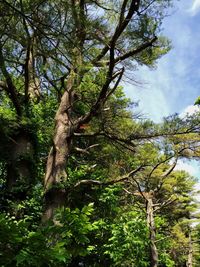 Low angle view of trees in forest