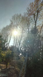 Sun shining through trees