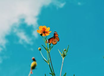 Close-up of flowers against blue sky