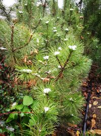 High angle view of pine tree