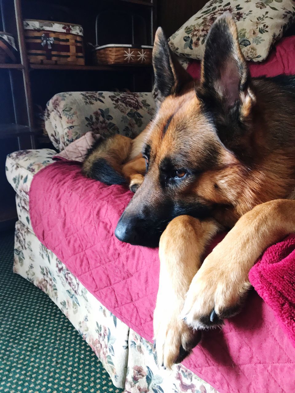 CLOSE-UP OF DOG RELAXING ON BED