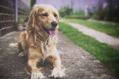 Dog looking away