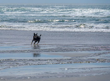 Dog on beach