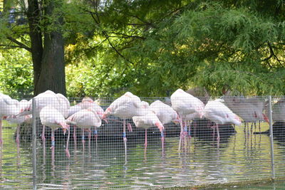 View of birds in lake