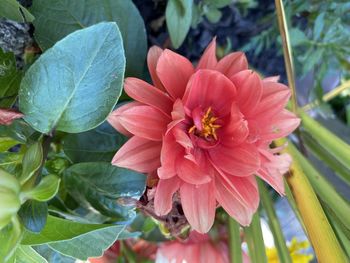 Close-up of pink flowering plant