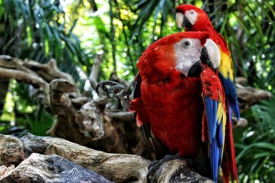 Close-up of parrot perching on branch