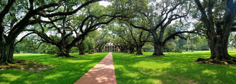 Trees in park