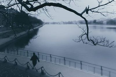 Bare trees by lake