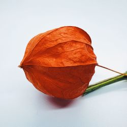 Close-up of orange leaf against white background