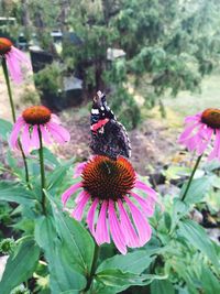 Close-up of butterfly on purple coneflower