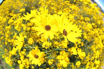 Close-up of honey bee on yellow flowering plant